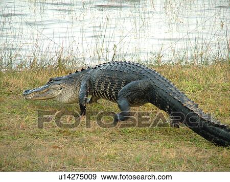 Everglades National Park, FL, Florida, Flamingo, West Lake, American Alligator walking on land View Large Photo Image Stock Photo - Everglades National Park, FL, Florida, Flamingo, West Lake, American Alligator walking on land. Fotosearch
