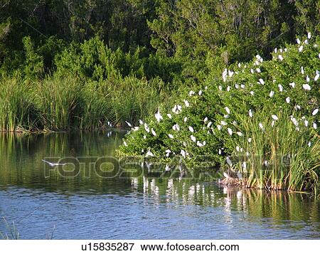 Stock Photo -  Everglades National Park, FL, Florida, Flamingo, Echo Pond, Snowy Egrets, Great Egrets. Fotosearch