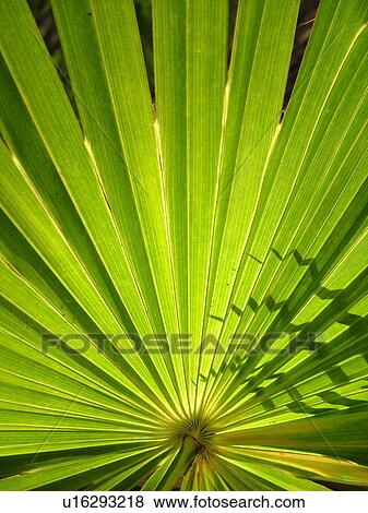 Everglades National Park, FL, Florida, Mahogany Hammock Trail, close-up of Palmetto View Large Photo Image Stock Photo - Everglades National Park, FL, Florida, Mahogany Hammock Trail, close-up of Palmetto. Fotosearch