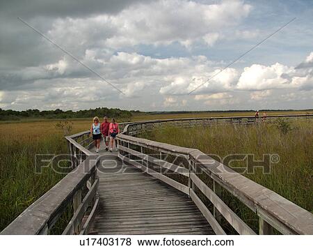 Everglades National Park, FL, Florida, Anhinga Trail, elevated boardwalk View Large Photo Image Stock Photo - Everglades National Park, FL, Florida, Anhinga Trail, elevated boardwalk. Fotosearch
