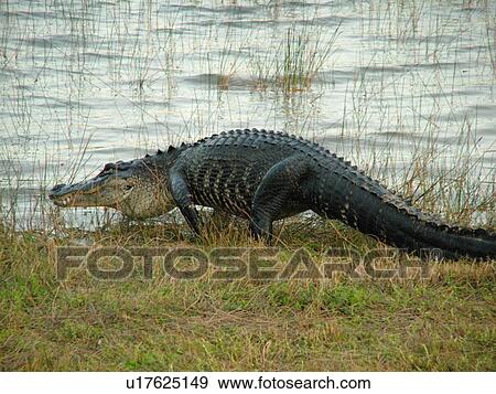 Everglades National Park, FL, Florida, Flamingo, West Lake, American Alligator View Large Photo Image Stock Photo - Everglades National Park, FL, Florida, Flamingo, West Lake, American Alligator. Fotosearch