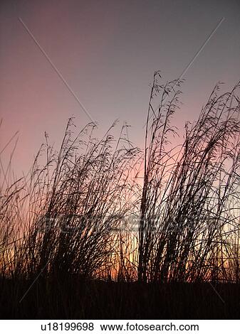 Everglades National Park, FL, Florida, Flamingo, sunset, sawgrass View Large Photo Image Stock Photo - Everglades National Park, FL, Florida, Flamingo, sunset, sawgrass. Fotosearch