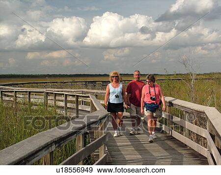 Everglades National Park, FL, Florida, Anhinga Trail, elevated boardwalk View Large Photo Image Stock Photo - Everglades National Park, FL, Florida, Anhinga Trail, elevated boardwalk. Fotosearch