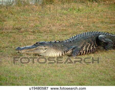 Everglades National Park, FL, Florida, Flamingo, West Lake, American Alligator on land View Large Photo Image Stock Photo - Everglades National Park, FL, Florida, Flamingo, West Lake, American Alligator on land. Fotosearch