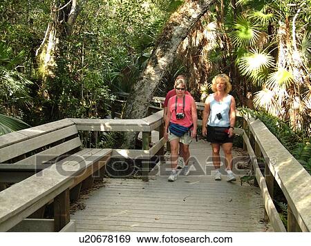 Stock Photo -  Everglades National Park, FL, Florida, Mahogany Hammock Trail, elevated boardwalk. Fotosearch