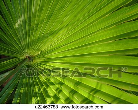 Stock Photo -  Everglades National Park, FL, Florida, Mahogany Hammock Trail, close-up of Palmetto. Fotosearch