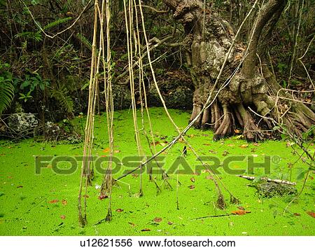 Stock Photograph -  Everglades National Park, FL, Florida, Gumbo Limbo Trail, green marsh. Fotosearch