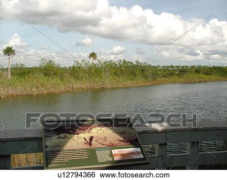 Everglades National Park, FL, Florida, Ernest E. Coe Visitor Center View Large Photo Image Stock Photograph - Everglades National Park, FL, Florida, Ernest E. Coe Visitor Center. Fotosearch