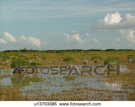 Stock Photograph -  Everglades National Park, FL, Florida, Mangrove Trees, freshwater marsh. Fotosearch