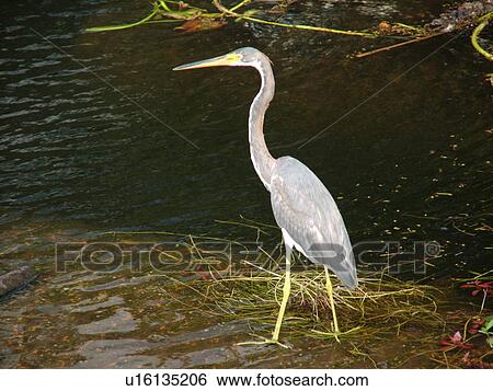 Everglades National Park, FL, Florida, Shark Valley, Blue Heron View Large Photo Image Stock Photograph - Everglades National Park, FL, Florida, Shark Valley, Blue Heron. Fotosearch
