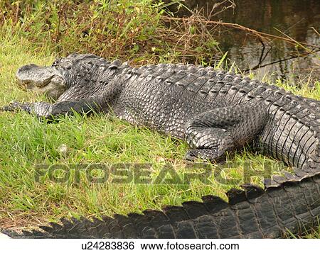 Everglades National Park, FL, Florida, Shark Valley, American Alligator View Large Photo Image Stock Photograph - Everglades National Park, FL, Florida, Shark Valley, American Alligator. Fotosearch