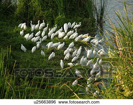 Everglades National Park, FL, Florida, Flamingo, Echo Pond, Snowy Egrets, Great Egrets View Large Photo Image Stock Photograph - Everglades National Park, FL, Florida, Flamingo, Echo Pond, Snowy Egrets, Great Egrets. Fotosearch