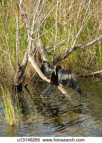 Everglades National Park, FL, Florida, Anhinga Trail, Anhinga Bird drying it's wings View Large Photo Image Stock Photography - Everglades National Park, FL, Florida, Anhinga Trail, Anhinga Bird drying it's wings. Fotosearch