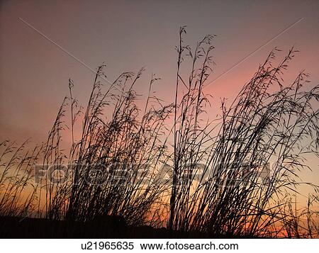 Everglades National Park, FL, Florida, Flamingo, sunset, sawgrass View Large Photo Image Stock Photography - Everglades National Park, FL, Florida, Flamingo, sunset, sawgrass. Fotosearch