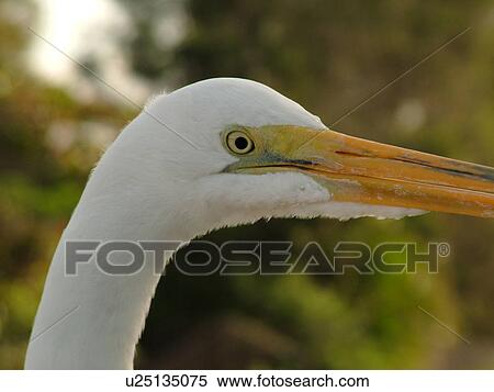 Stock Photography -  Everglades National Park, FL, Florida, Yellow-Billed Egret or Intermediate Egret. Fotosearch