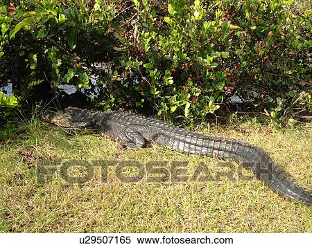 Everglades National Park, FL, Florida, Shark Valley, American Alligator View Large Photo Image Stock Photography - Everglades National Park, FL, Florida, Shark Valley, American Alligator. Fotosearch