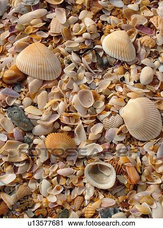 FL, Florida, Atlantic Ocean, Flagler Beach, close-up of seashells on the beach View Large Photo Image Stock Image - FL, Florida, Atlantic Ocean, Flagler Beach, close-up of seashells on the beach. Fotosearch