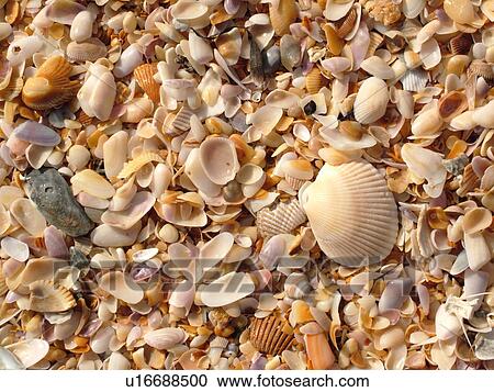 FL, Florida, Atlantic Ocean, Flagler Beach, close-up of seashells on the beach View Large Photo Image Stock Image - FL, Florida, Atlantic Ocean, Flagler Beach, close-up of seashells on the beach. Fotosearch