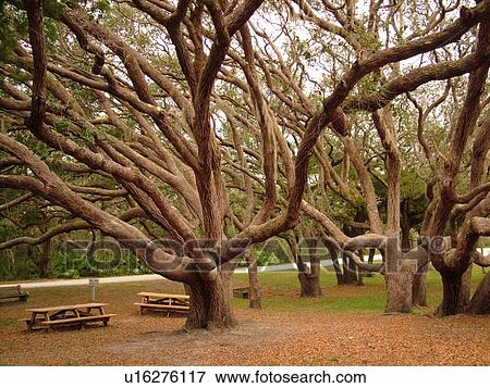 FL, Florida, Fort Matanzas National Monument, picnic area, live oak trees View Large Photo Image Stock Photo - FL, Florida, Fort Matanzas National Monument, picnic area, live oak trees. Fotosearch