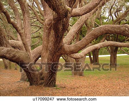 FL, Florida, Fort Matanzas National Monument, live oak trees View Large Photo Image Stock Photo - FL, Florida, Fort Matanzas National Monument, live oak trees. Fotosearch