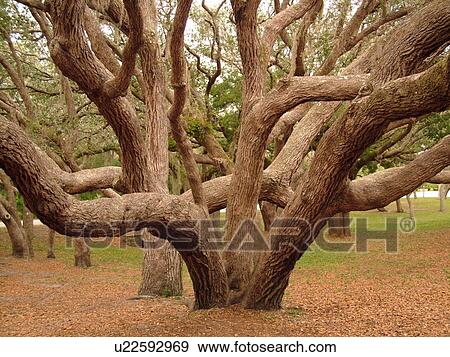 Stock Photo -  FL, Florida, Fort Matanzas National Monument, live oak trees. Fotosearch