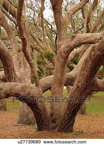 Stock Photo -  FL, Florida, Fort Matanzas National Monument, live oak trees. Fotosearch