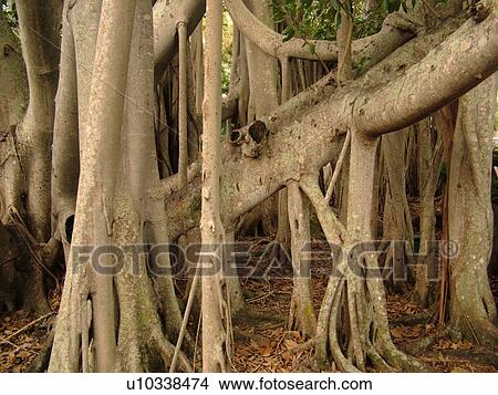 Picture -  Fort Myers, FL, Florida, Edison and Ford Winter Estates, Banyan Tree, origin India, (largest in the United States). Fotosearch