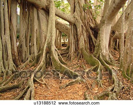 Fort Myers, FL, Florida, Edison and Ford Winter Estates, Banyan Tree, origin India, (largest in the United States) View Large Photo Image Stock Image - Fort Myers, FL, Florida, Edison and Ford Winter Estates, Banyan Tree, origin India, (largest in the United States). Fotosearch