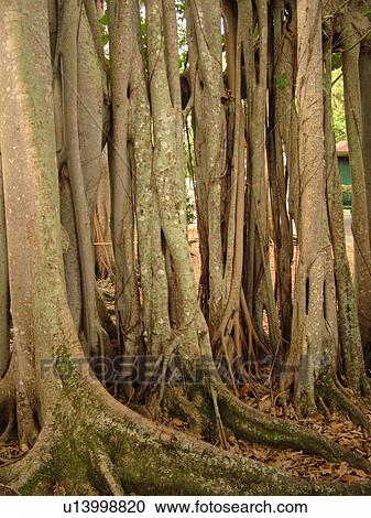 Fort Myers, FL, Florida, Edison and Ford Winter Estates, Banyan Tree, origin India, (largest in the United States) View Large Photo Image Stock Image - Fort Myers, FL, Florida, Edison and Ford Winter Estates, Banyan Tree, origin India, (largest in the United States). Fotosearch