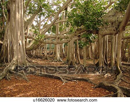 Stock Image -  Fort Myers, FL, Florida, Edison and Ford Winter Estates, Banyan Tree, origin India, (largest in the United States). Fotosearch