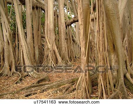 Stock Image -  Fort Myers, FL, Florida, Edison and Ford Winter Estates, Banyan Tree, origin India, (largest in the United States). Fotosearch