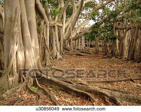 Stock Photo -  Fort Myers, FL, Florida, Edison and Ford Winter Estates, Banyan Tree, origin India, (largest in the United States). Fotosearch