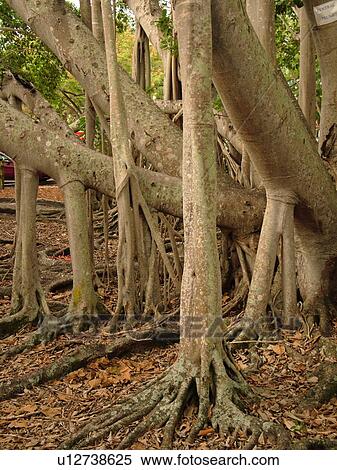 Fort Myers, FL, Florida, Edison and Ford Winter Estates, Banyan Tree, origin India, (largest in the United States) View Large Photo Image Stock Photography - Fort Myers, FL, Florida, Edison and Ford Winter Estates, Banyan Tree, origin India, (largest in the United States). Fotosearch