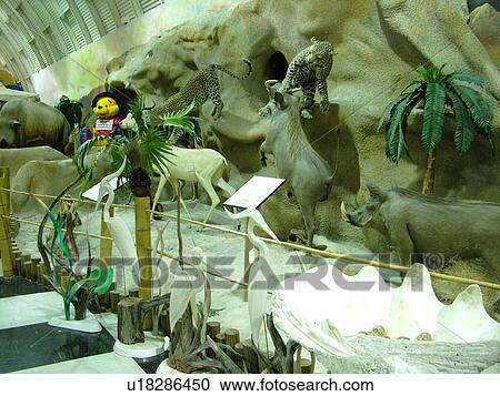 Stock Image -  Fort Myers, FL, Florida, Shell Factory, largest souvenir shop, interior, wildlife display. Fotosearch