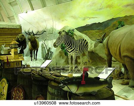 Fort Myers, FL, Florida, Shell Factory, largest souvenir shop, interior, wildlife display View Large Photo Image Stock Photo - Fort Myers, FL, Florida, Shell Factory, largest souvenir shop, interior, wildlife display. Fotosearch