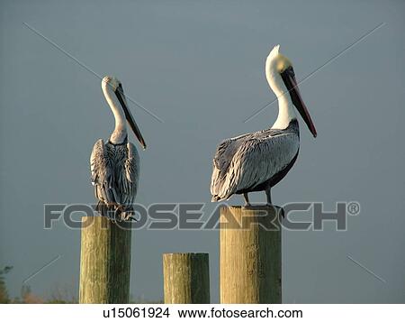 Fort Pierce, FL, Florida, Indian River, Two Brown Pelicans perched on wooden pilings View Large Photo Image Picture - Fort Pierce, FL, Florida, Indian River, Two Brown Pelicans perched on wooden pilings. Fotosearch