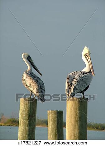 Stock Photo -  Fort Pierce, FL, Florida, Indian River, Two Brown Pelicans perched on wooden pilings. Fotosearch
