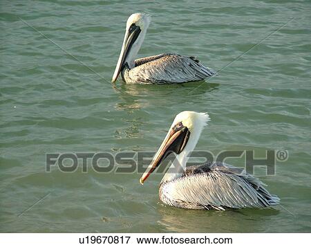 Stock Photo -  Fort Pierce, FL, Florida, Indian River, Brown Pelican couple. Fotosearch