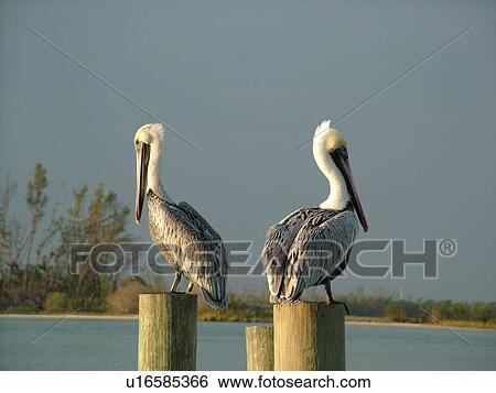 Fort Pierce, FL, Florida, Indian River, Two Brown Pelicans perched on wooden pilings View Large Photo Image Stock Photograph - Fort Pierce, FL, Florida, Indian River, Two Brown Pelicans perched on wooden pilings. Fotosearch