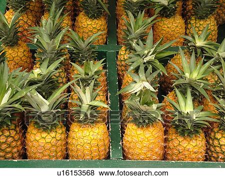 Stock Photo -  HI, Hawaii, Pineapples, . Fotosearch