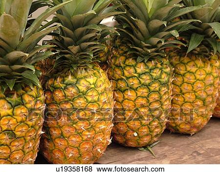 HI, Hawaii, Pineapples, View Large Photo Image Stock Photo - HI, Hawaii, Pineapples, . Fotosearch