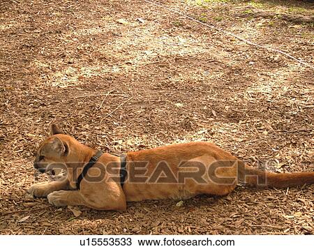 Homestead, FL, Florida, Everglades, Alligator Farm, Florida Panther, young View Large Photo Image Stock Image - Homestead, FL, Florida, Everglades, Alligator Farm, Florida Panther, young. Fotosearch