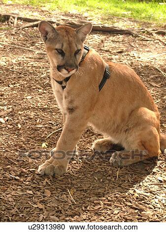 Homestead, FL, Florida, Everglades, Alligator Farm, Florida Panther, young View Large Photo Image Stock Image - Homestead, FL, Florida, Everglades, Alligator Farm, Florida Panther, young. Fotosearch