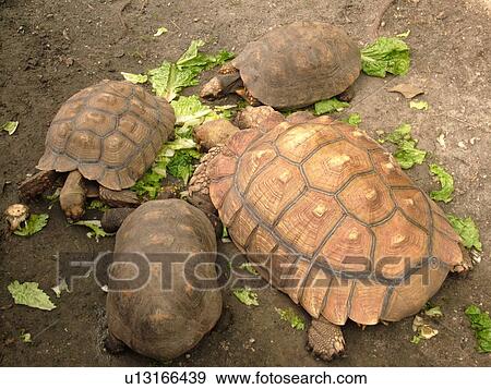 Stock Photo -  Homestead, FL, Florida, Everglades, Alligator Farm, turtles, feeding time. Fotosearch