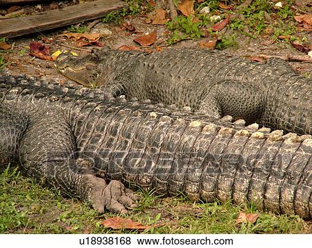 Homestead, FL, Florida, Everglades, Alligator Farm, Alligators, tail View Large Photo Image Stock Photo - Homestead, FL, Florida, Everglades, Alligator Farm, Alligators, tail. Fotosearch
