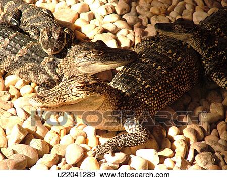 Homestead, FL, Florida, Everglades, Alligator Farm, Baby Alligators View Large Photo Image Stock Photo - Homestead, FL, Florida, Everglades, Alligator Farm, Baby Alligators. Fotosearch