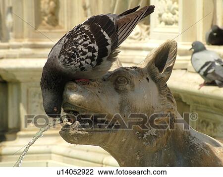Stock Image -  humorous, Tuscany, Italy, Siena, Toscana, Europe, Pigeon drinking water from the mouth of the dog at the Fonte Gaia (Gay Fountain) in the Piazza del Campo in the city of Siena.. Fotosearch