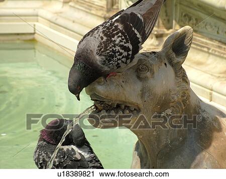 humorous, Tuscany, Italy, Siena, Toscana, Europe, Pigeon drinking water from the mouth of the dog at the Fonte Gaia (Gay Fountain) in the Piazza del Campo in the city of Siena. View Large Photo Image Stock Image - humorous, Tuscany, Italy, Siena, Toscana, Europe, Pigeon drinking water from the mouth of the dog at the Fonte Gaia (Gay Fountain) in the Piazza del Campo in the city of Siena.. Fotosearch