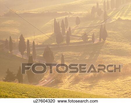 Italy, Monticchiello, Tuscany, Toscana, Europe, Tall thin cypress trees line a winding road outside the town of Monticchiello. View Large Photo Image Stock Image - Italy, Monticchiello, Tuscany, Toscana, Europe, Tall thin cypress trees line a winding road outside the town of Monticchiello.. Fotosearch