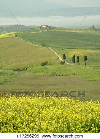 Stock Photography -  Italy, Pienza, Tuscany, Toscana, Europe, A long dirt driveway leads up to a Tuscan home in the scenic countryside of Tuscany.. Fotosearch